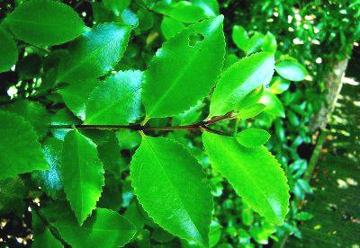 Forest Flora native plants nursery supplies ecosourced native plants for ecological restoration